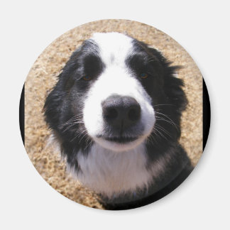 Dog Nose Photo Magnets