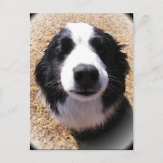 Dog Nose Postcards