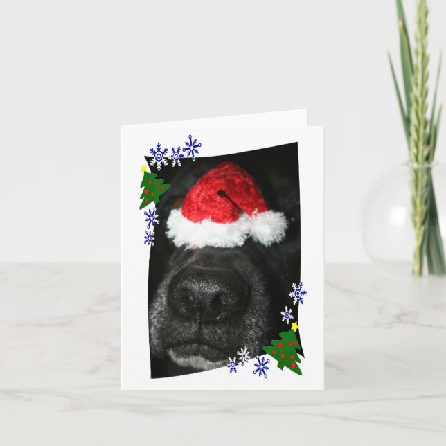 Dog Nose Wearing Santa hat, black lab mix Holiday Card (Front)