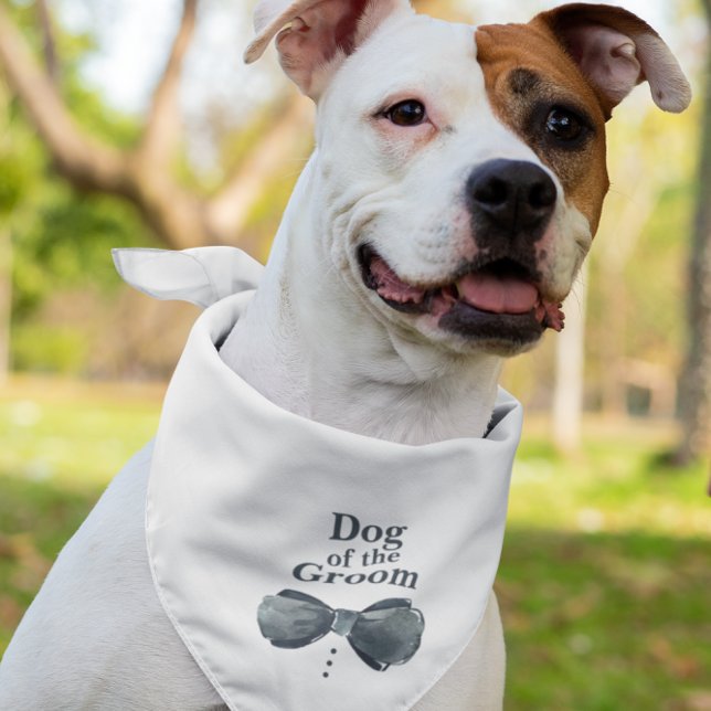Dog of the Groom | Dog in Wedding Pet  Bandana (Creator Uploaded)