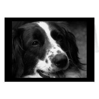 Dog of Wonder Cards