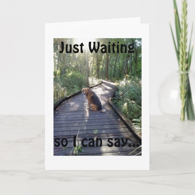 DOG ON A WALK IN WOODS WAITS TO SAY HAPPY BIRTHDAY CARD (Front)