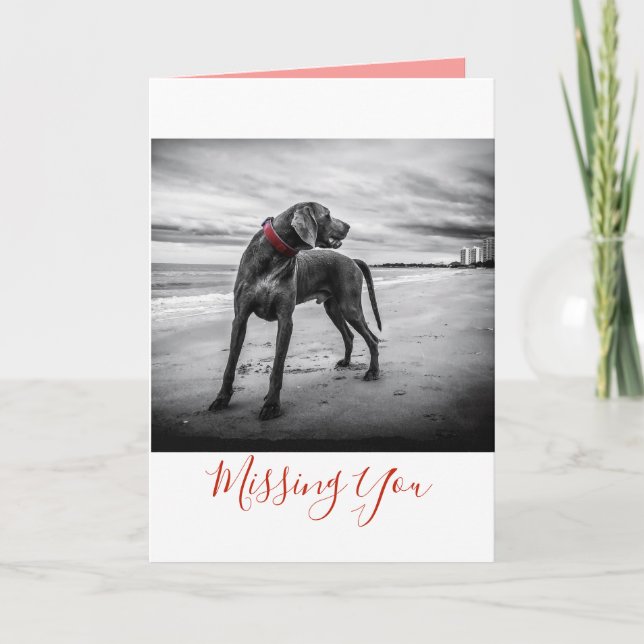 Dog on Beach Black/White Photo w/Red Collar Card (Front)