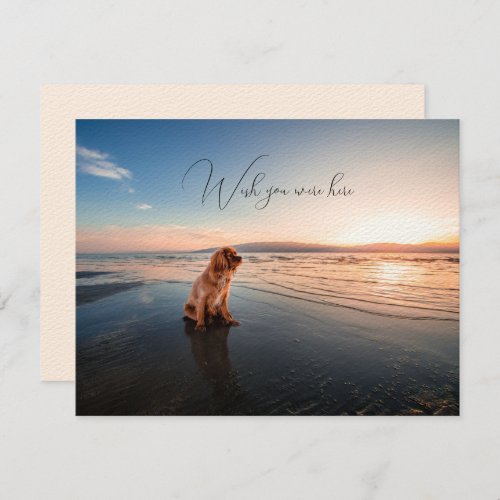 Dog on Beach Miss You Flat Greeting Card