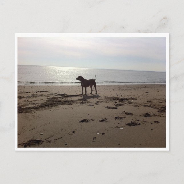 Dog on Beach Postcard (Front)