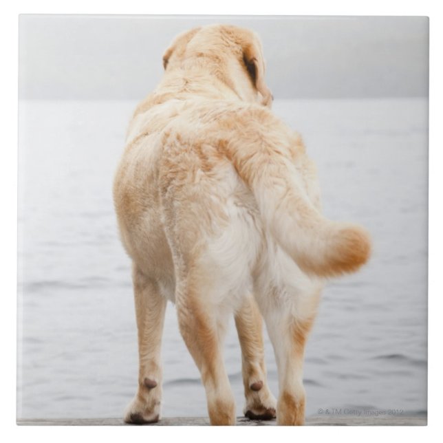 Dog on dock ceramic tile (Front)