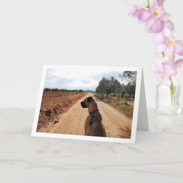 Dog on Dusty Road Card (Orchid)