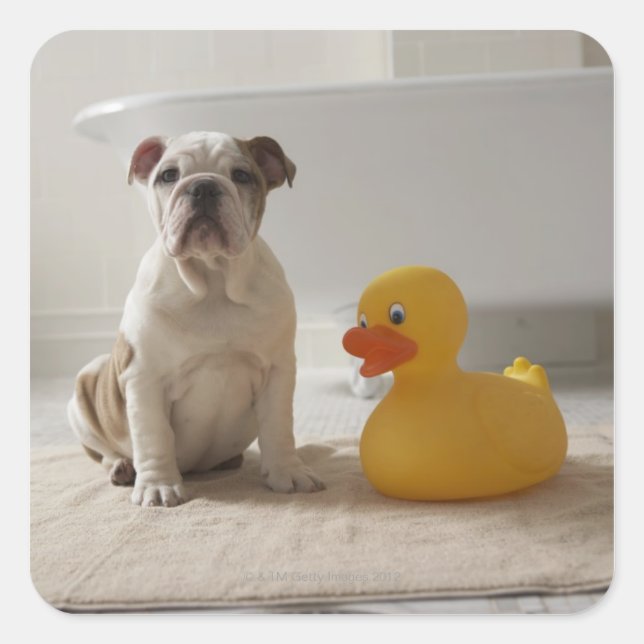 Dog on mat with plastic duck square sticker (Front)