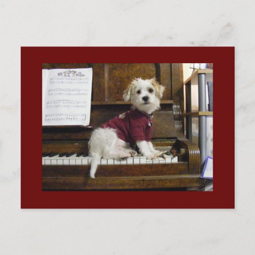 Dog on piano postcard