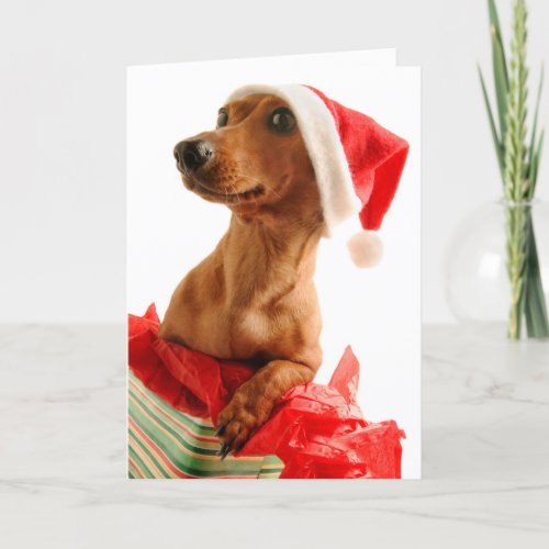Dog on present with Santa hat Holiday Card