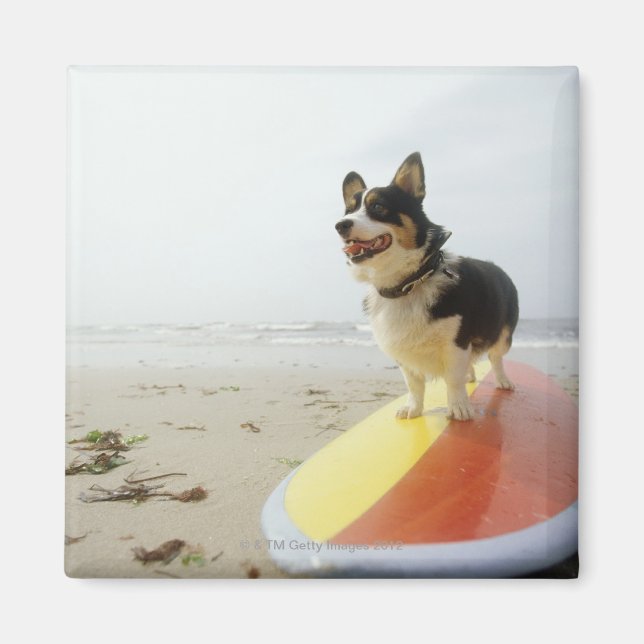 Dog on surfboard magnet (Front)