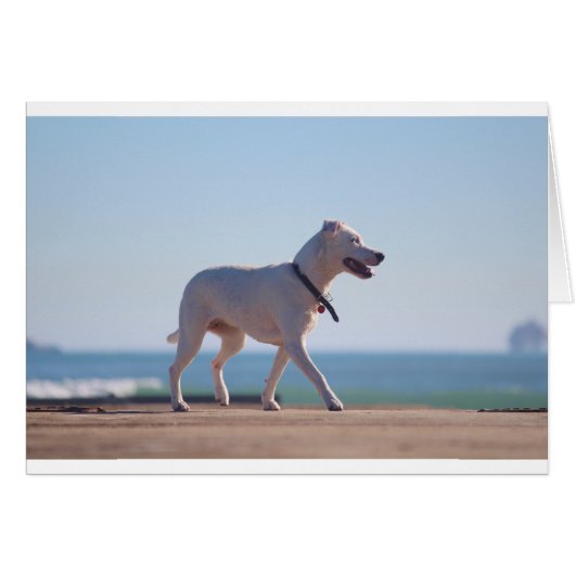 Dog on the beach (Front Horizontal)
