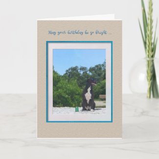 Dog On The Beach Birthday Card