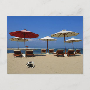 Dog on the beach postcard