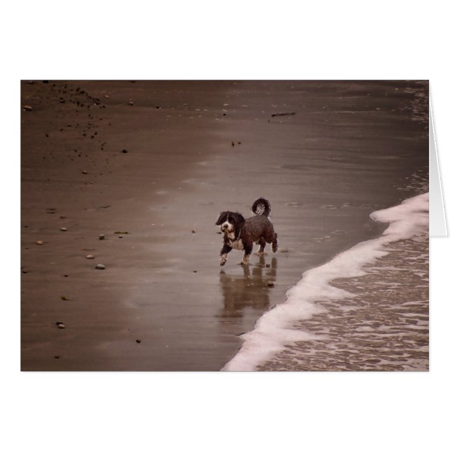 Dog on the Beach Sepia Toned Blank Cards (Front Horizontal)