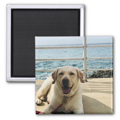 Dog on the Dock  Caribbean Photograph Magnet