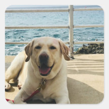 "Dog on the Dock" Labrador Dog Photo Sticker