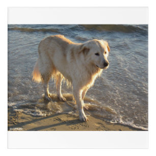 Dog On The Shore Acrylic Print