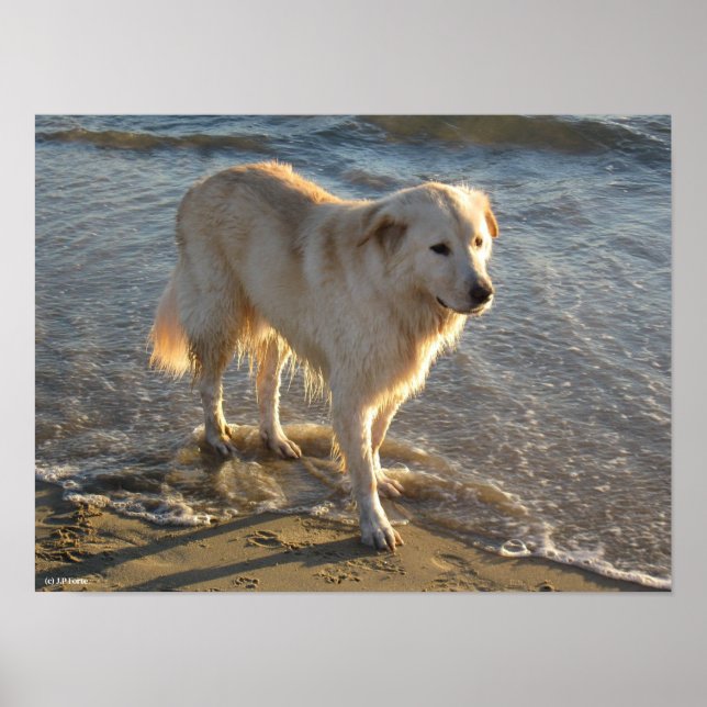 Dog On The Shore Poster (Front)