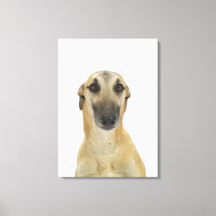 Dog on White 41 Canvas Print