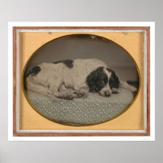 Dog owned by Sheldon Nichols (39986) Poster