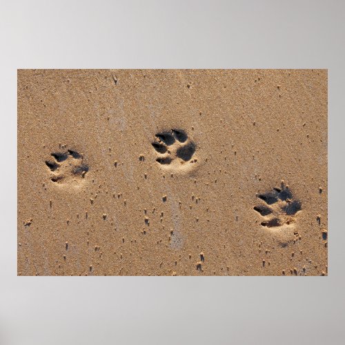 Dog paw prints on a sandy beach