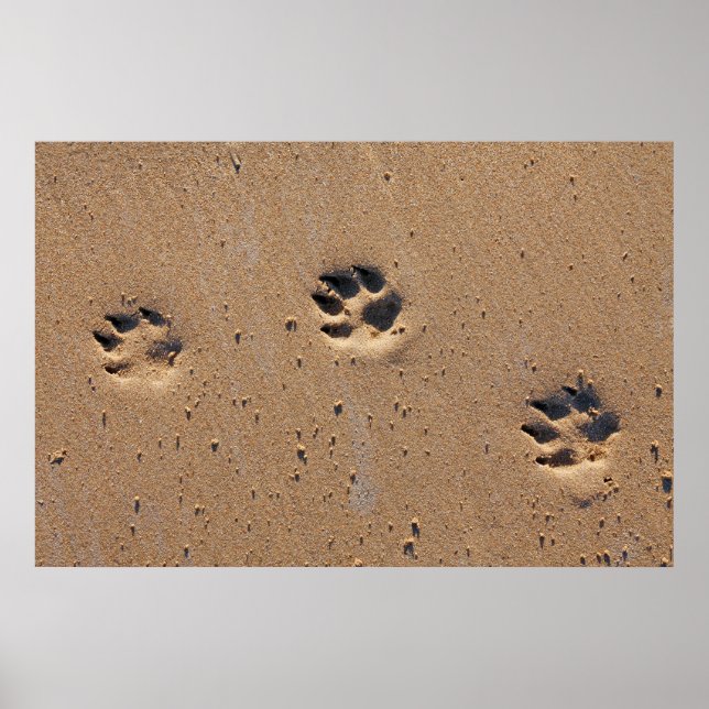 Dog paw prints on a sandy beach (Front)