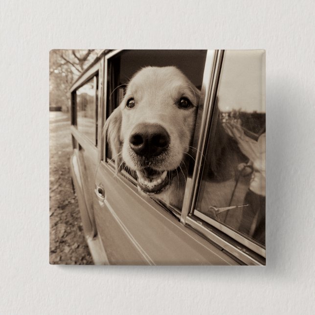Dog Peeking Out a Car Window Pinback Button (Front)