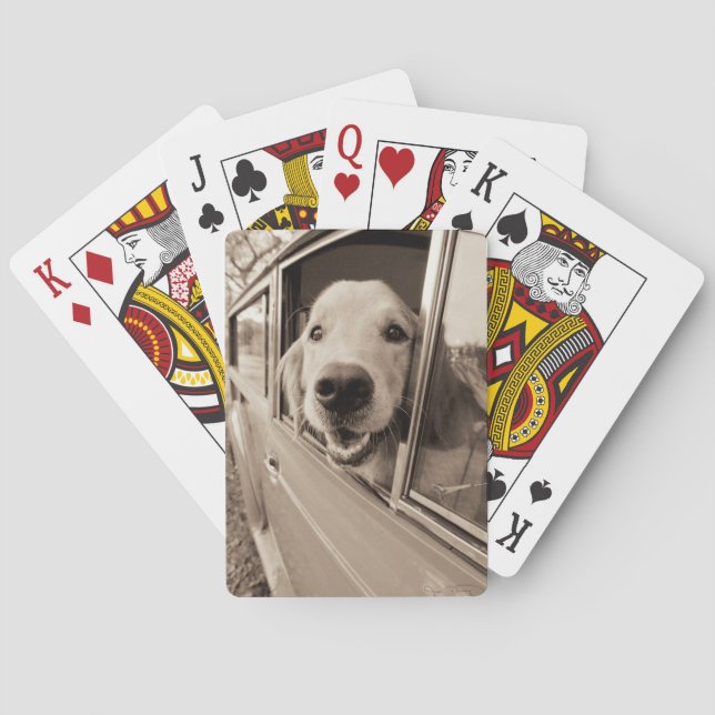Dog Peeking Out a Car Window Poker Cards (Back)