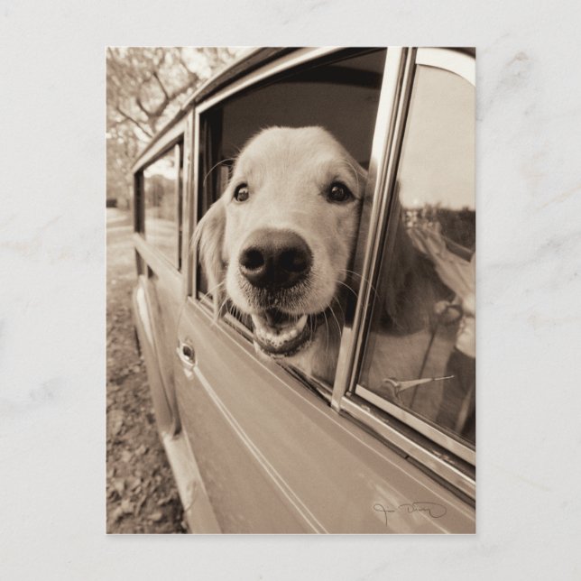 Dog Peeking Out a Car Window Postcard (Front)