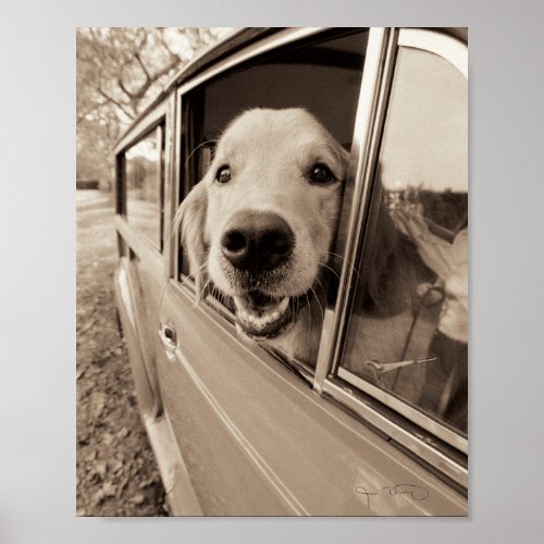 Dog Peeking Out a Car Window Poster