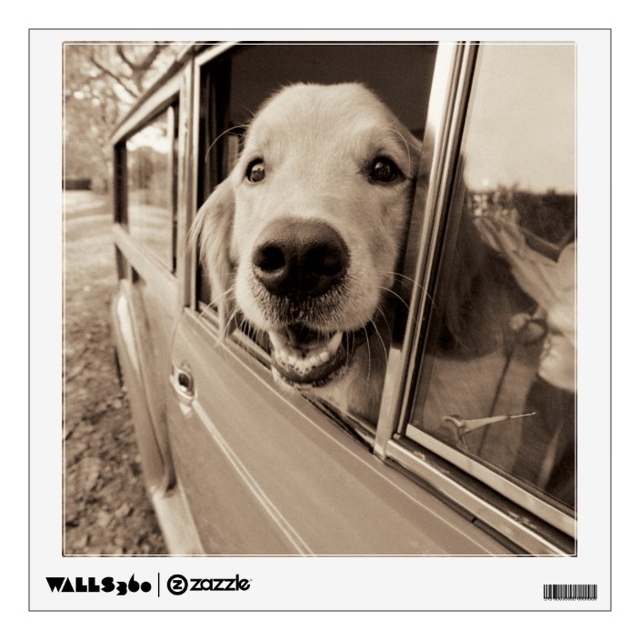 dog wall for car