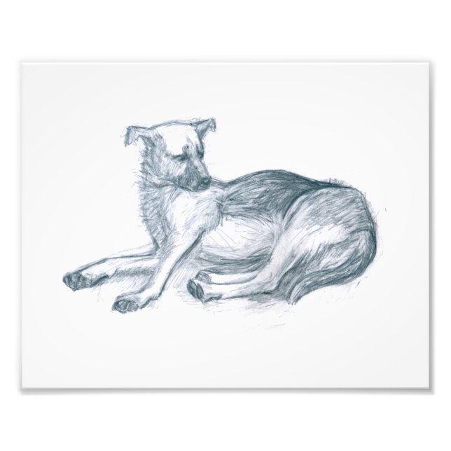 Dog. Pencil drawing. Photo Print (Front)