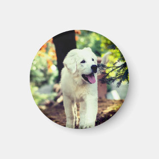 Dog, Pet, Canine Magnet