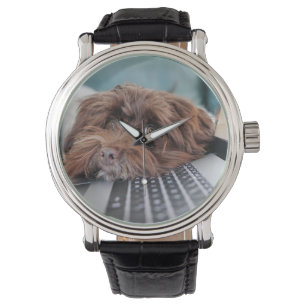 Dog, Pet, Containment Watch