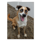 Dog Photo Card - Blu (Front)