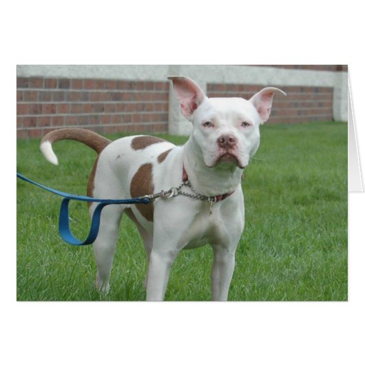 Dog Photo Card - Jersey (Front Horizontal)