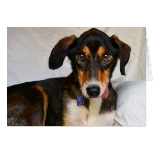 Dog Photo Card - Juniper (Front Horizontal)