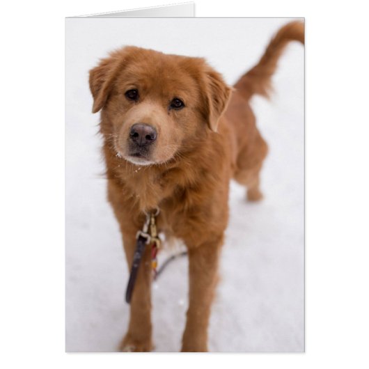Dog Photo Card - Marley (Front)