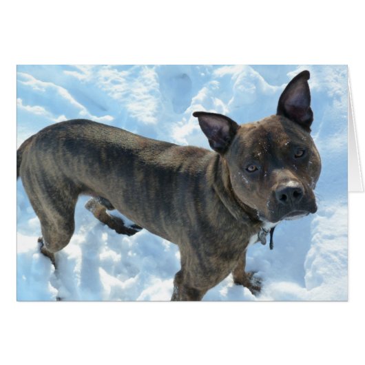 Dog Photo Card - Marshall Pickles (Front Horizontal)