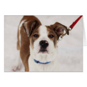 Dog Photo Card - Peyton (Front Horizontal)