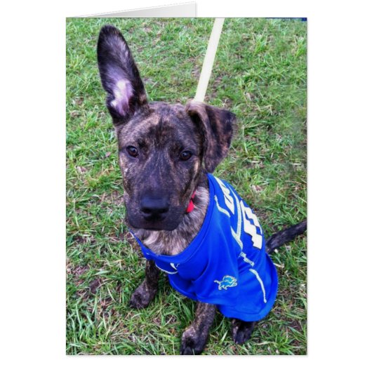 Dog Photo Card - Zero (Front)