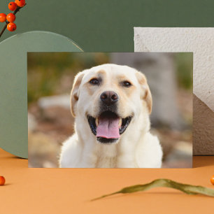 Dog Photo Holiday Card