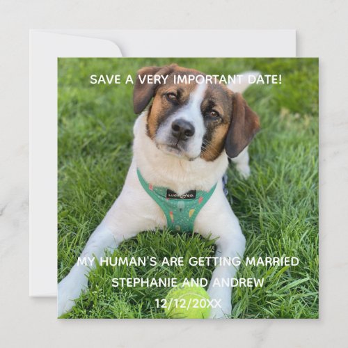 Dog Photo Save The Date Engagement  Card