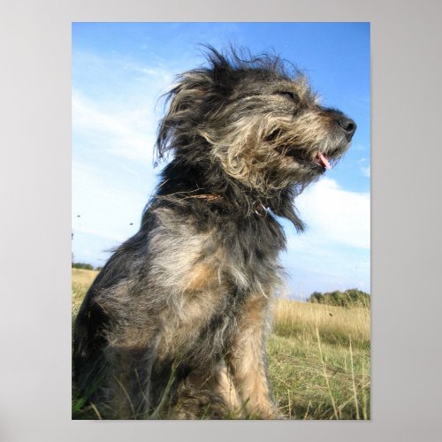 Dog Photo  Value Poster Paper