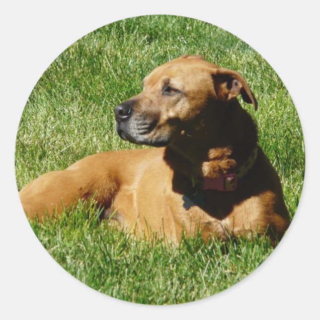 dog,pitbull/boxer mix classic round sticker (Front)