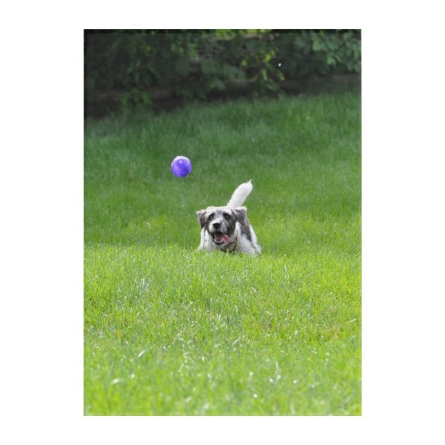 Dog Playing Catch by Janz Acrylic Print (Front)