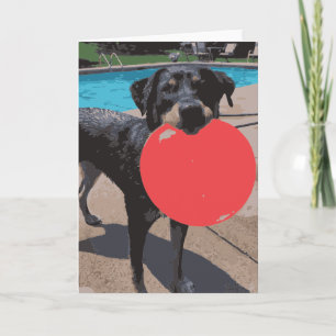 Dog Playing Frisbee Swimming Pool Card