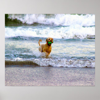 Dog Playing in Ocean Poster