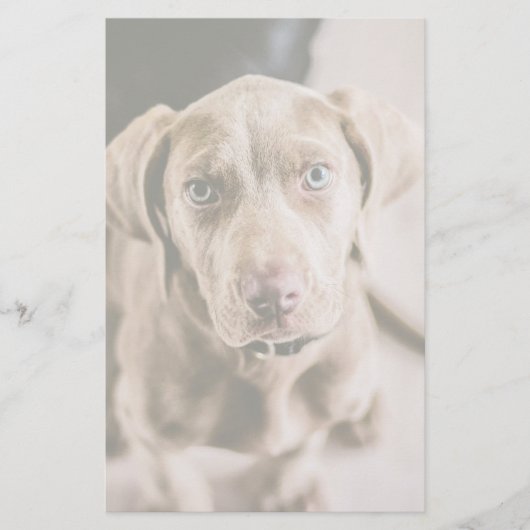 Dog portrait (Front)